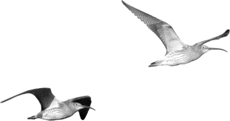 oiseaux de la baie du Mont-Saint-Michel