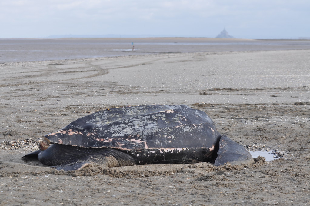 Une tortue Luth échouée en baie (nov 2009)