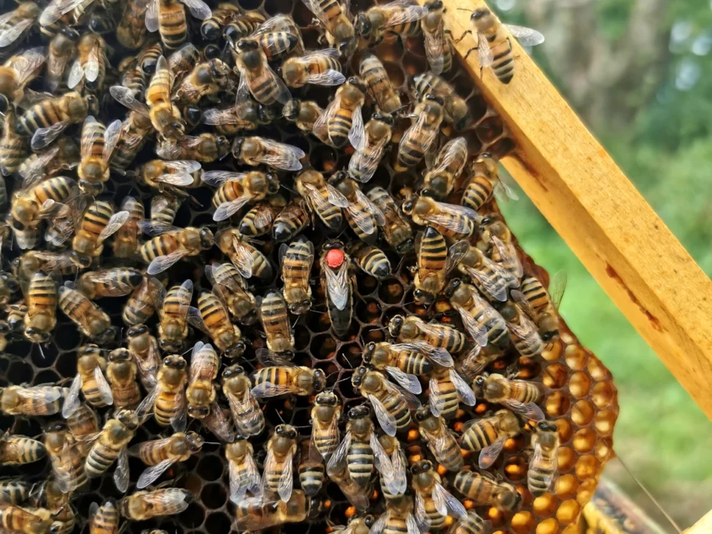 Ma démarche - ruche pour la fabrication du miel - Reine