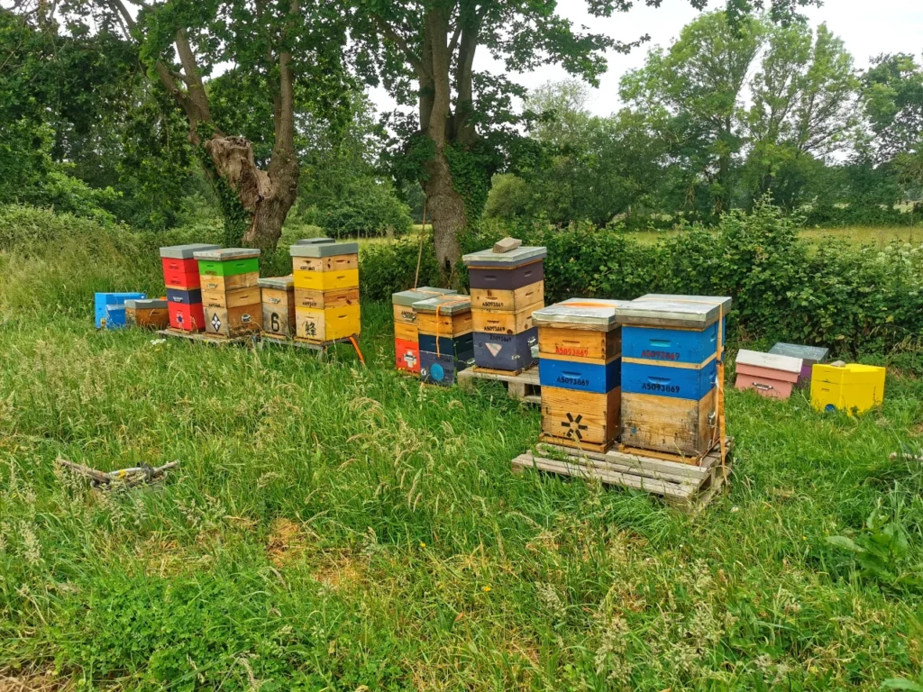 Ma démarche - ruches pour la fabrication de miel de fleurs