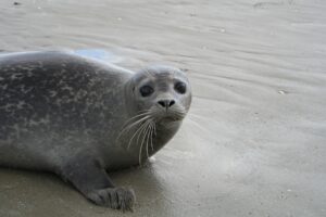 Mammifères marins en Normandie - Baie du Mont Saint Michel - Phoque veau-marin (phoca vitulina)