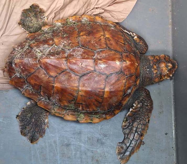 tortue caouanne zoom - tortues marines en Normandie